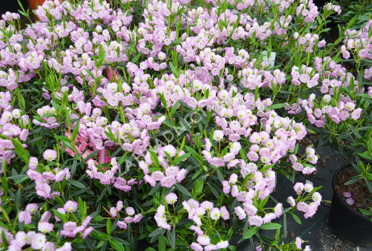 Mamota sivolistá - Kalmia polifolia