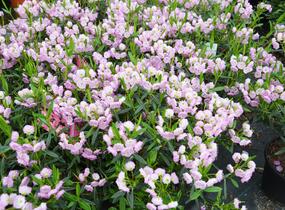 Mamota sivolistá - Kalmia polifolia