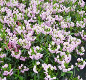 Mamota sivolistá - Kalmia polifolia