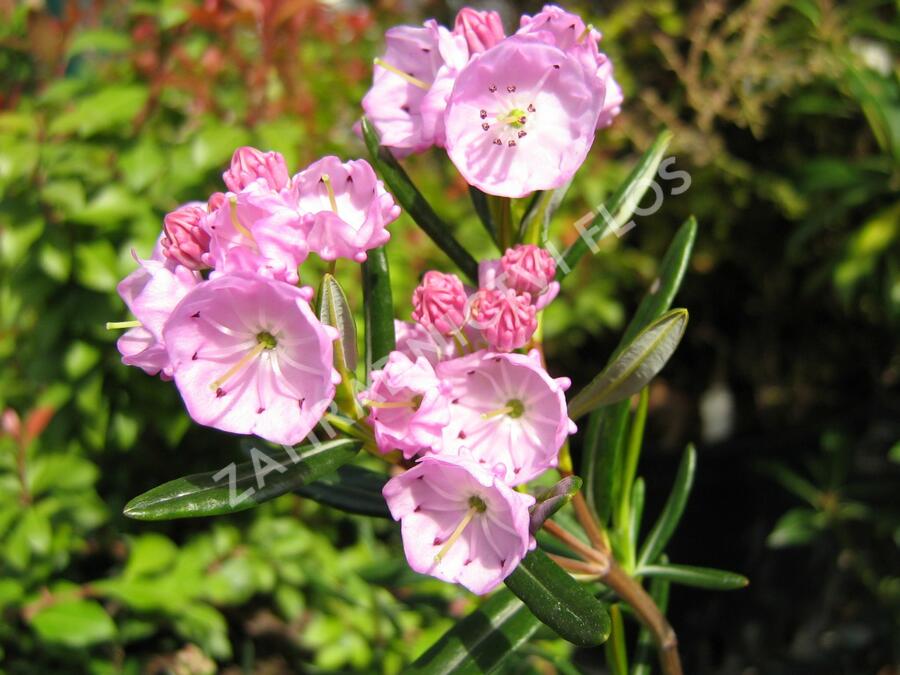 Mamota sivolistá - Kalmia polifolia