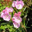 Mamota sivolistá - Kalmia polifolia