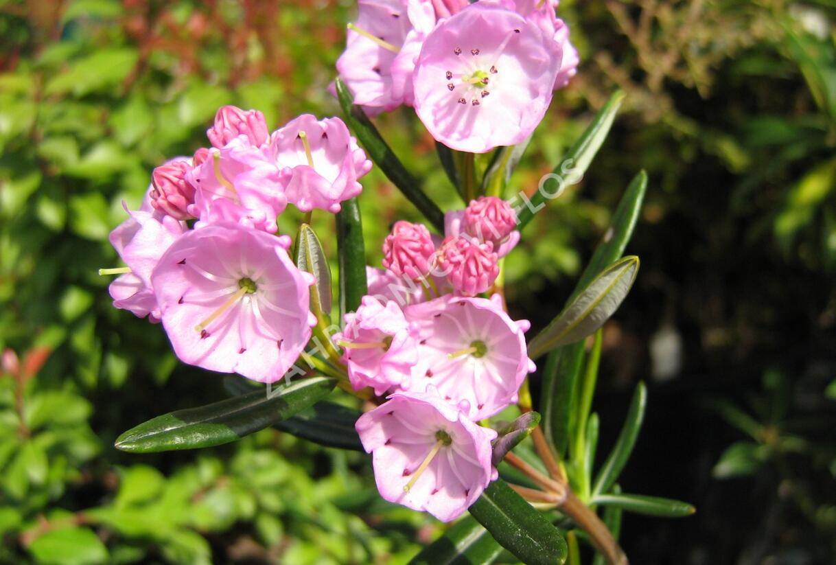 Mamota sivolistá - Kalmia polifolia