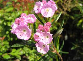 Mamota sivolistá - Kalmia polifolia