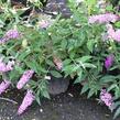 Motýlí keř, Komule Davidova 'Pink Delight' - Buddleja davidii 'Pink Delight'