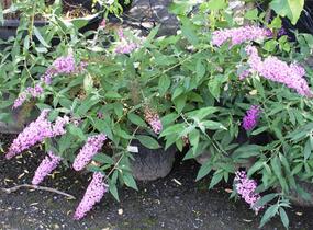 Motýlí keř, Komule Davidova 'Pink Delight' - Buddleja davidii 'Pink Delight'