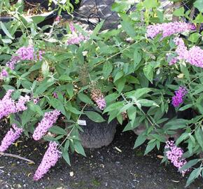 Motýlí keř, Komule Davidova 'Pink Delight' - Buddleja davidii 'Pink Delight'