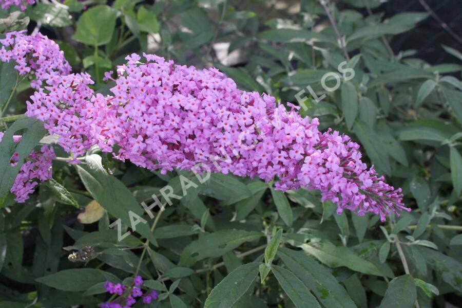 Motýlí keř, Komule Davidova 'Pink Delight' - Buddleja davidii 'Pink Delight'