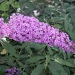 Motýlí keř, Komule Davidova 'Pink Delight' - Buddleja davidii 'Pink Delight'