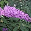 Motýlí keř, Komule Davidova 'Pink Delight' - Buddleja davidii 'Pink Delight'