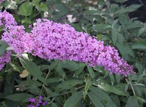 Motýlí keř, Komule Davidova 'Pink Delight' - Buddleja davidii 'Pink Delight'