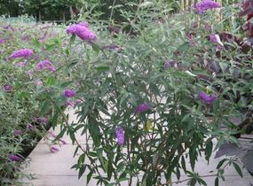 Motýlí keř, Komule Davidova 'Pink Delight' - Buddleja davidii 'Pink Delight'