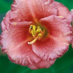 Denivka 'Cosmopolitan' - Hemerocallis 'Cosmopolitan'