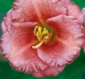 Denivka 'Cosmopolitan' - Hemerocallis 'Cosmopolitan'