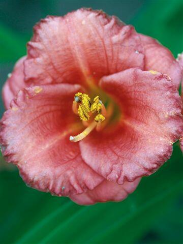 Denivka 'Cosmopolitan' - Hemerocallis 'Cosmopolitan'