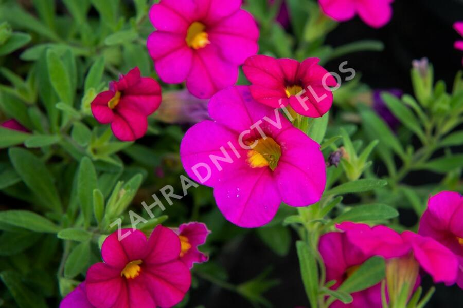 Minipetúnie, Million Bells 'Sweetbells Rose' - Calibrachoa hybrida 'Sweetbells Rose'