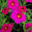 Minipetúnie, Million Bells 'Sweetbells Rose' - Calibrachoa hybrida 'Sweetbells Rose'
