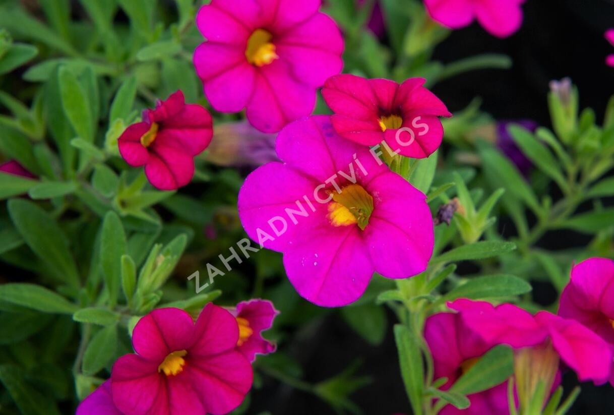 Minipetúnie, Million Bells 'Sweetbells Rose' - Calibrachoa hybrida 'Sweetbells Rose'