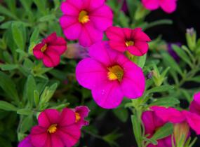 Minipetúnie, Million Bells 'Sweetbells Rose' - Calibrachoa hybrida 'Sweetbells Rose'