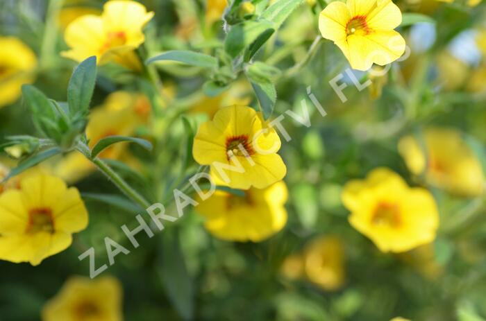 Minipetúnie, Million Bells 'Calita Yellow Red Morn' - Calibrachoa hybrida 'Calita Yellow Red Morn'