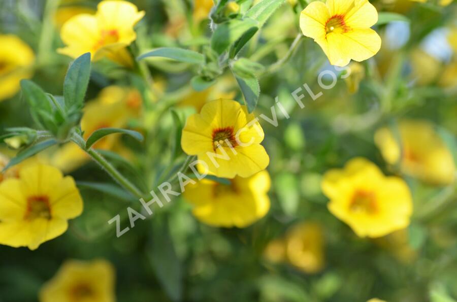 Minipetúnie, Million Bells 'Calita Yellow Red Morn' - Calibrachoa hybrida 'Calita Yellow Red Morn'