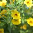 Minipetúnie, Million Bells 'Calita Yellow Red Morn' - Calibrachoa hybrida 'Calita Yellow Red Morn'