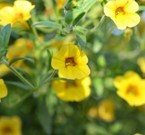 Minipetúnie, Million Bells 'Calita Yellow Red Morn' - Calibrachoa hybrida 'Calita Yellow Red Morn'