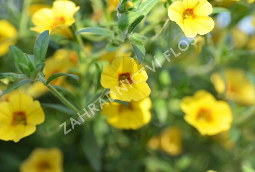Minipetúnie, Million Bells 'Calita Yellow Red Morn' - Calibrachoa hybrida 'Calita Yellow Red Morn'