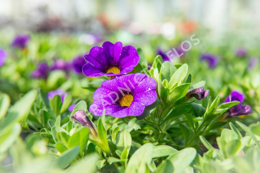 Minipetúnie, Million Bells 'Sweetbells Dark Blue' - Calibrachoa hybrida 'Sweetbells Dark Blue'