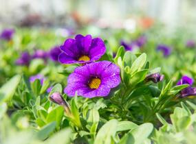 Minipetúnie, Million Bells 'Sweetbells Dark Blue' - Calibrachoa hybrida 'Sweetbells Dark Blue'
