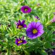 Minipetúnie, Million Bells 'Sweetbells Dark Blue' - Calibrachoa hybrida 'Sweetbells Dark Blue'