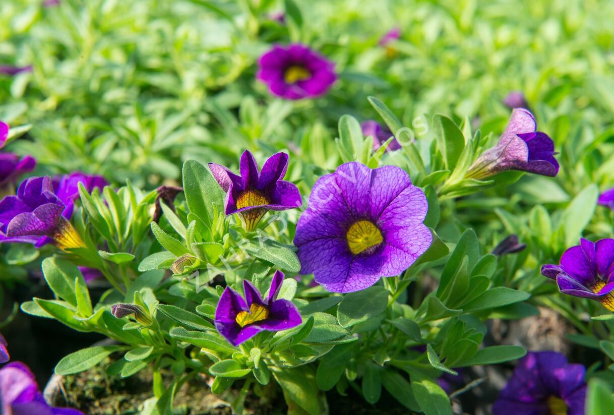 Minipetúnie, Million Bells 'Sweetbells Dark Blue' - Calibrachoa hybrida 'Sweetbells Dark Blue'