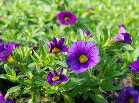 Minipetúnie, Million Bells 'Sweetbells Dark Blue' - Calibrachoa hybrida 'Sweetbells Dark Blue'