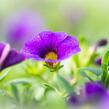 Minipetúnie, Million Bells 'Sweetbells Dark Blue' - Calibrachoa hybrida 'Sweetbells Dark Blue'