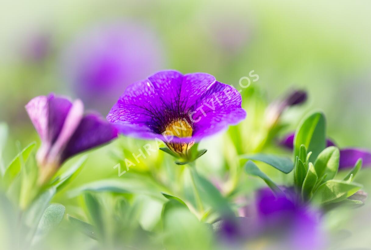 Minipetúnie, Million Bells 'Sweetbells Dark Blue' - Calibrachoa hybrida 'Sweetbells Dark Blue'