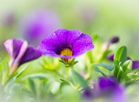 Minipetúnie, Million Bells 'Sweetbells Dark Blue' - Calibrachoa hybrida 'Sweetbells Dark Blue'