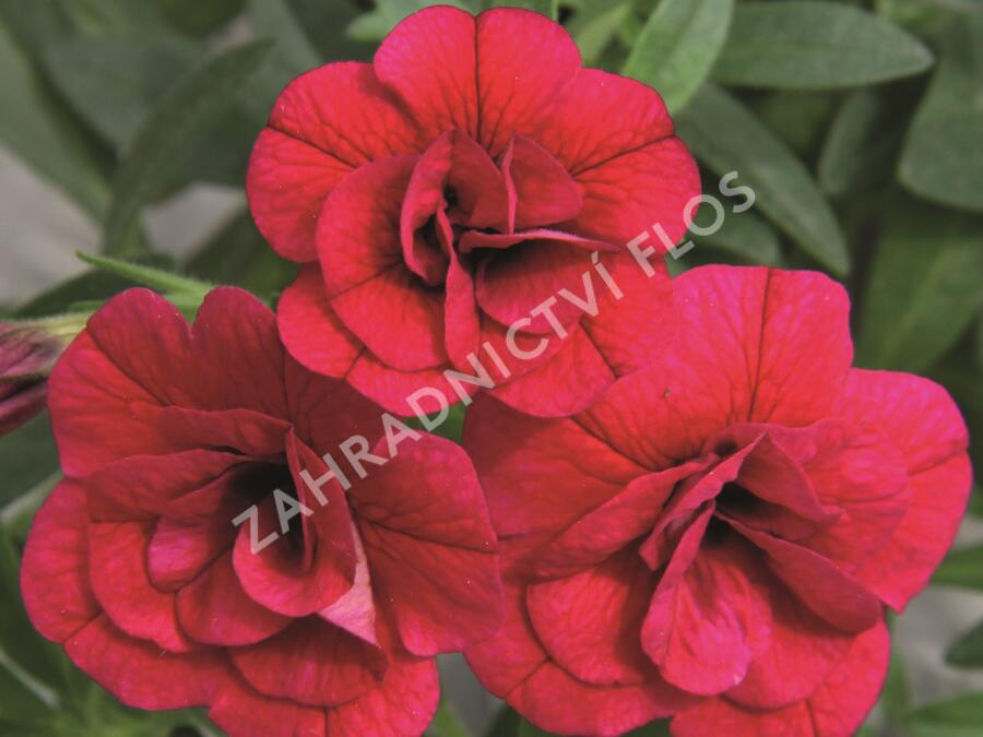 Minipetúnie, Million Bells 'Aloha Double Cherry' - Calibrachoa hybrida 'Aloha Double Cherry'