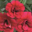 Minipetúnie, Million Bells 'Aloha Double Cherry' - Calibrachoa hybrida 'Aloha Double Cherry'