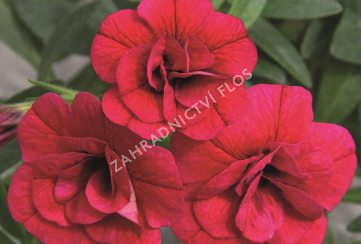 Minipetúnie, Million Bells 'Aloha Double Cherry' - Calibrachoa hybrida 'Aloha Double Cherry'