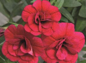 Minipetúnie, Million Bells 'Aloha Double Cherry' - Calibrachoa hybrida 'Aloha Double Cherry'