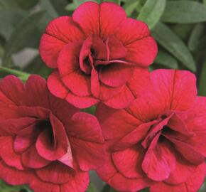 Minipetúnie, Million Bells 'Aloha Double Cherry' - Calibrachoa hybrida 'Aloha Double Cherry'