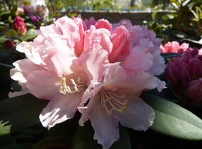 Pěnišník 'Dreamland' - Rhododendron (Y) 'Dreamland'