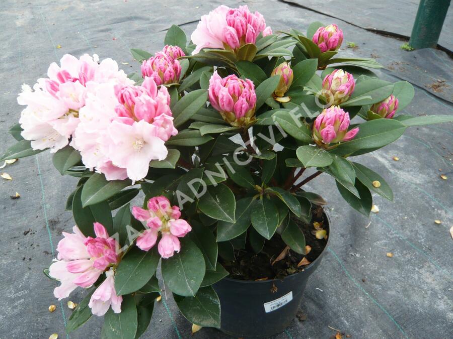Pěnišník 'Dreamland' - Rhododendron (Y) 'Dreamland'