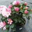 Pěnišník 'Dreamland' - Rhododendron (Y) 'Dreamland'