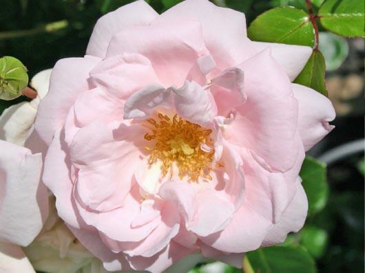 Růže pnoucí 'New Dawn' - Rosa PN 'New Dawn'