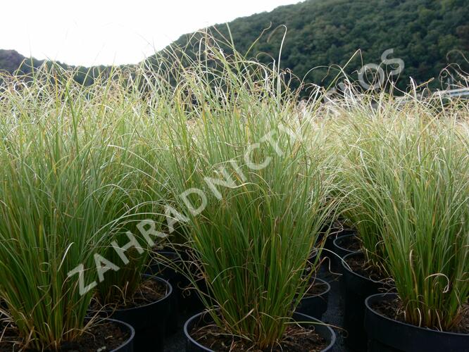 Ostřice chocholatá 'Frosted Curls' - Carex comans 'Frosted Curls'