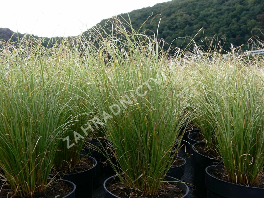 Ostřice chocholatá 'Frosted Curls' - Carex comans 'Frosted Curls'