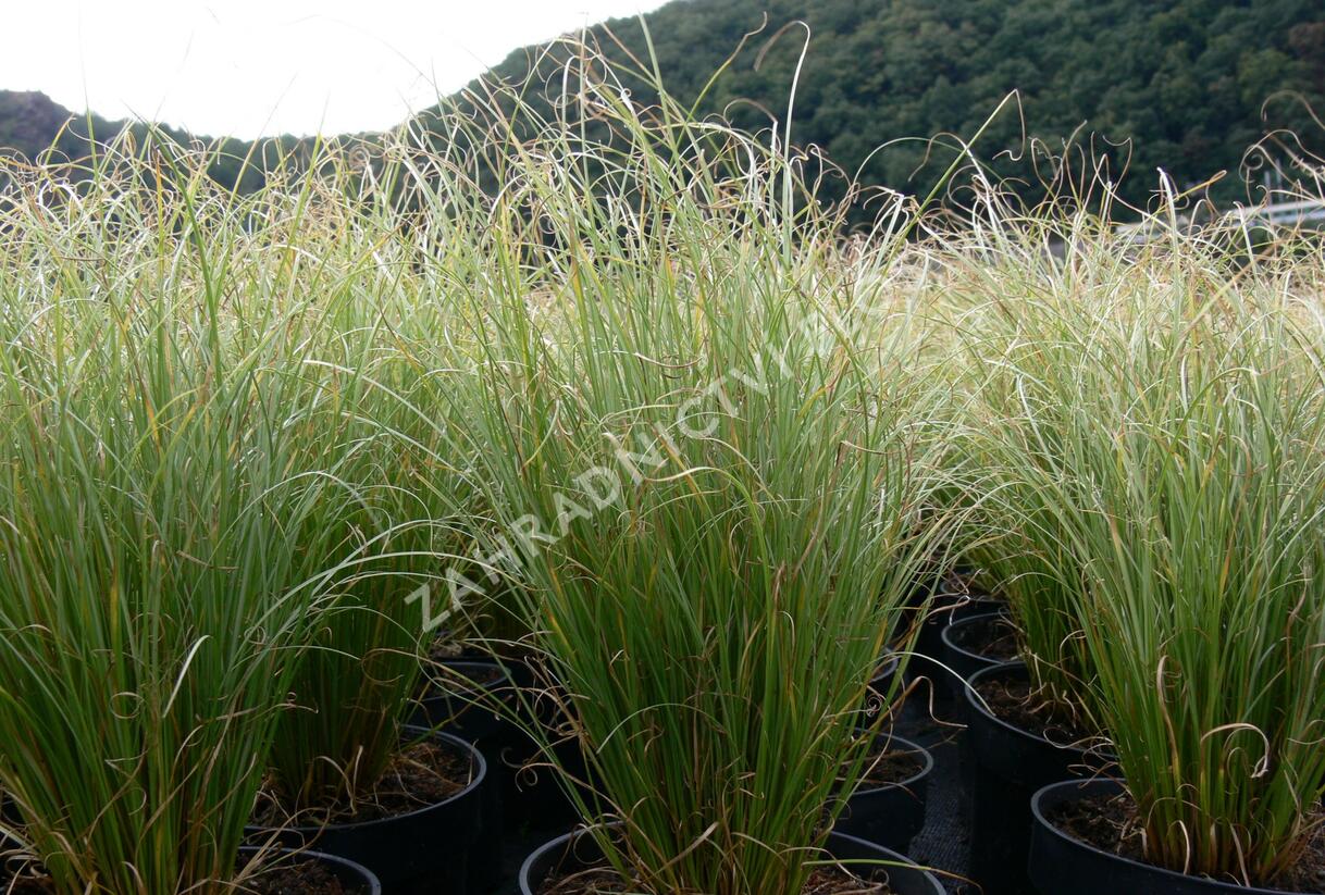 Ostřice chocholatá 'Frosted Curls' - Carex comans 'Frosted Curls'