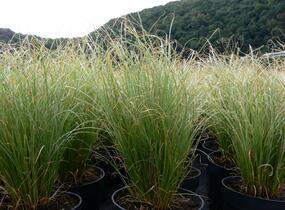 Ostřice chocholatá 'Frosted Curls' - Carex comans 'Frosted Curls'
