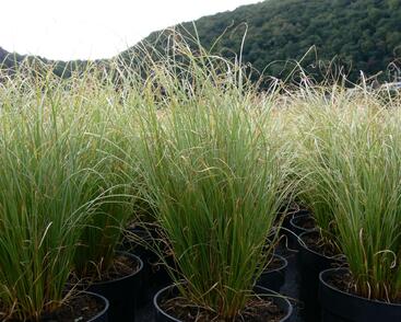 Ostřice chocholatá 'Frosted Curls'