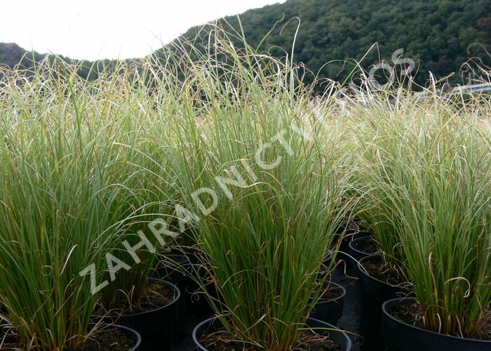 Ostřice chocholatá 'Frosted Curls' - Carex comans 'Frosted Curls'